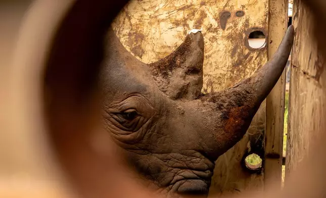 A rhinoceros stands in a transportation crate as it is relocated to Kidepo Valley National Park in north-eastern Uganda, Thursday, March 19, 2026. (AP Photo/Moses Dipak)