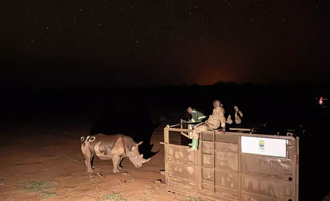 A southern white rhinoceros stands outside a transportation crate at Kidepo Valley National Park, after being relocated from a private ranch in Uganda, Tuesday, March 17, 2026. (AP Photo/Moses Dipak)