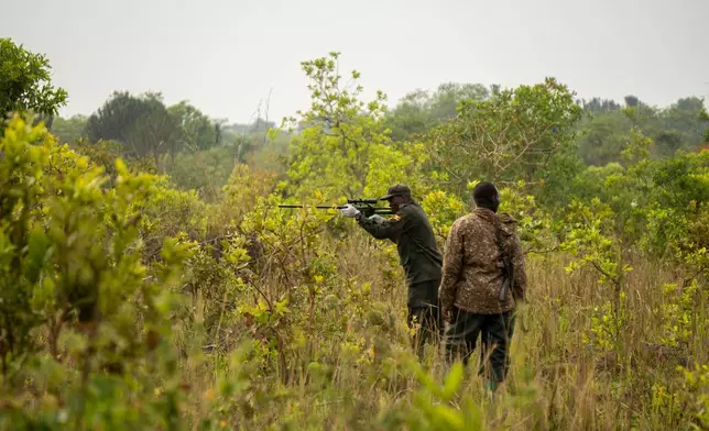 A ranger darts a rhinoceros at Ziwa Rhino Sanctuary before relocating it to Kidepo Valley National Park in north-eastern Uganda, Thursday, March 19, 2026. (AP Photo/Moses Dipak)