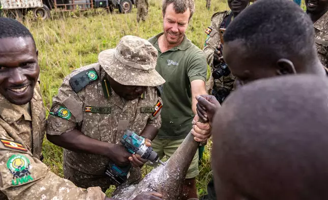 Veterinarians label a rhinoceros at Kidepo Rhino Sanctuary before being released to the wild in north-eastern Uganda, Thursday, March 19, 2026. (AP Photo/Moses Dipak)