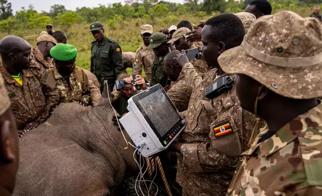 Veterinarians label a rhinoceros at the Kidepo Rhino Sanctuary before it is released to the wild in north-eastern Uganda, Thursday, March 19, 2026. (AP Photo/Moses Dipak)