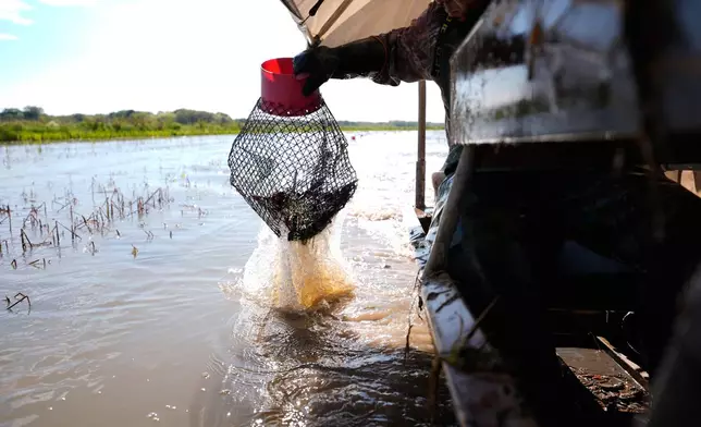 Juan Antonio harvests crawfish traps in a crawfish pond in Crowley, La., Thursday, March 19, 2026. (AP Photo/Gerald Herbert)