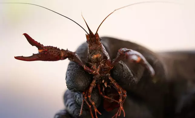 Juan Antonio displays a crawfish harvested in Crowley, La., Thursday, March 19, 2026. (AP Photo/Gerald Herbert)