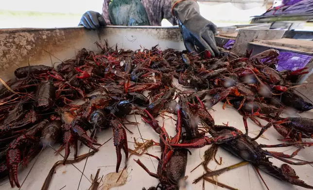 Juan Antonio harvests crawfish traps in a crawfish pond in Crowley, La., Thursday, March 19, 2026. (AP Photo/Gerald Herbert)