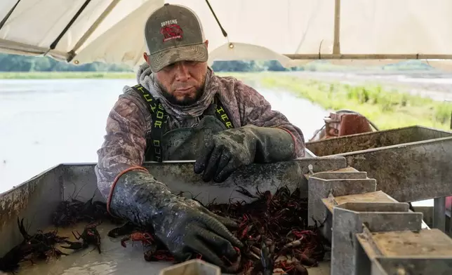 Juan Antonio harvests crawfish traps in a crawfish pond in Crowley, La., Thursday, March 19, 2026. (AP Photo/Gerald Herbert)