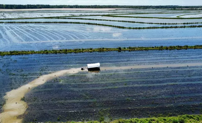 A crawfish boat harvests a crawfish pond in Crowley, La., Thursday, March 19, 2026. (AP Photo/Stephen Smith)