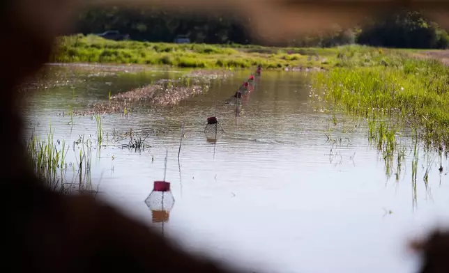 Juan Antonio harvests crawfish traps in a crawfish pond in Crowley, La., Thursday, March 19, 2026. (AP Photo/Gerald Herbert)