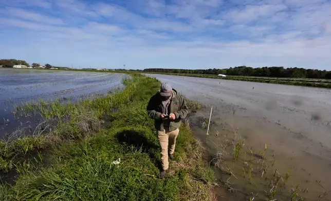 Colin Lawson walks between his family's crawfish ponds in Crowley, La., Thursday, March 19, 2026. (AP Photo/Gerald Herbert)