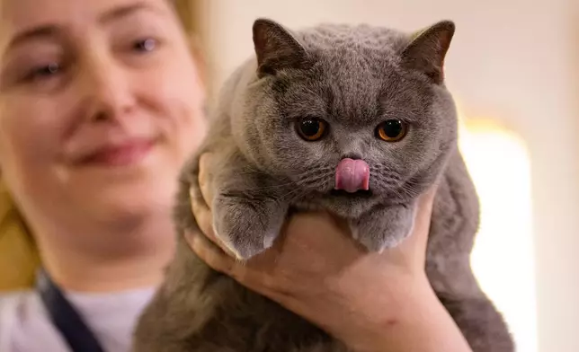 A woman holds a British Shorthair cat during a judging session of an international feline beauty competition, dubbed the Feline Oscars, featuring more than 200 cats, in Bucharest, Romania, Saturday, March 21, 2026. (AP Photo/Vadim Ghirda)