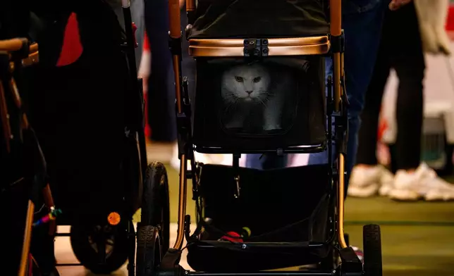 A cat sits in a stroller before a judging session at an international feline beauty competition, dubbed the Feline Oscars, featuring more than 200 cats, in Bucharest, Romania, Saturday, March 21, 2026. (AP Photo/Andreea Alexandru)
