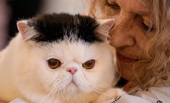 A woman holds a cat during a judging session of an international feline beauty competition, dubbed the Feline Oscars, featuring more than 200 cats, in Bucharest, Romania, Saturday, March 21, 2026. (AP Photo/Andreea Alexandru)