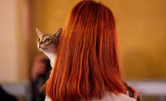 A woman holds a Singapura cat at an international feline beauty competition, dubbed the Feline Oscars, featuring more than 200 cats, in Bucharest, Romania, Saturday, March 21, 2026. (AP Photo/Andreea Alexandru)