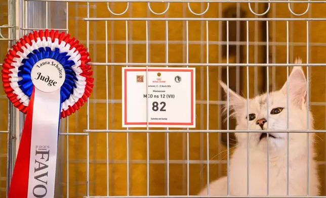 An award winning cat meows in a cage at an international feline beauty competition, dubbed the Feline Oscars, featuring more than 200 cats, in Bucharest, Romania, Saturday, March 21, 2026. (AP Photo/Andreea Alexandru)