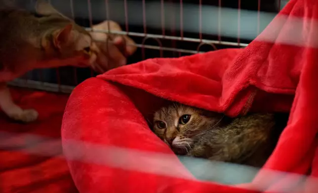 A cat looks out from its cat cave at an international feline beauty competition, dubbed the Feline Oscars, featuring more than 200 cats, in Bucharest, Romania, Saturday, March 21, 2026. (AP Photo/Andreea Alexandru)