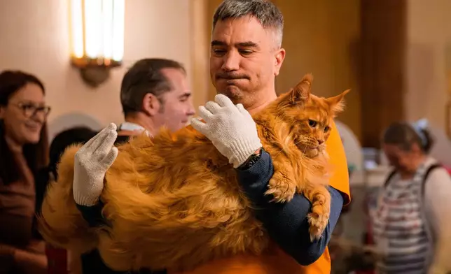 A man carries a Maine Coon cat during a judging session of an international feline beauty competition, dubbed the Feline Oscars, featuring more than 200 cats, in Bucharest, Romania, Saturday, March 21, 2026. (AP Photo/Andreea Alexandru)