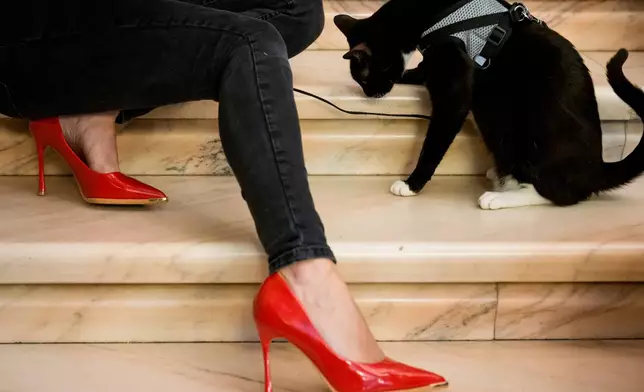 Burrito, a stray cat used for promoting pet adoptions for an animal rescue, sits next to a woman at an international feline beauty competition, dubbed the Feline Oscars, featuring more than 200 cats, in Bucharest, Romania, Saturday, March 21, 2026. (AP Photo/Andreea Alexandru)
