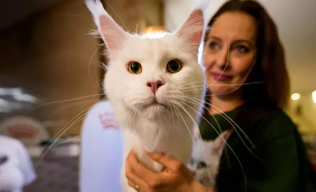 A woman holds a cat during a judging session of an international feline beauty competition, dubbed the Feline Oscars, featuring more than 200 cats, in Bucharest, Romania, Saturday, March 21, 2026. (AP Photo/Andreea Alexandru)
