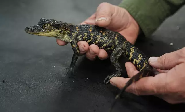 George Melancon, an alligator research biologist, holds a baby alligator Tuesday, Jan. 20, 2026, at Rockefeller Wildlife Refuge in Grand Chenier, La. (AP Photo/Joshua A. Bickel)