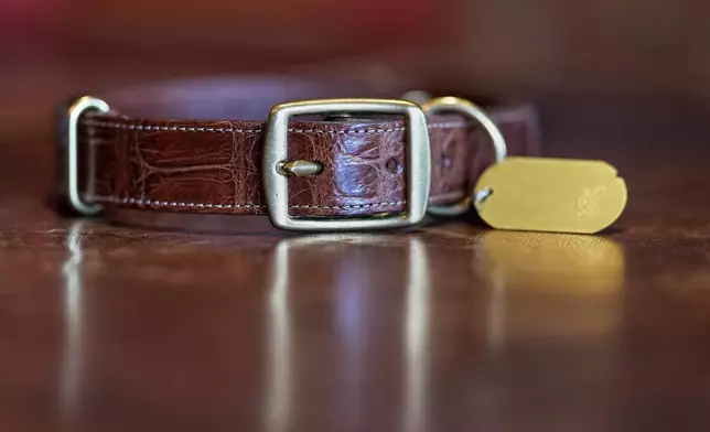 A No. 1 Dog Collar made from American alligator is displayed at the Col. Littleton leather goods store Friday, March 6, 2026, in Lynnville, Tenn. (AP Photo/George Walker IV)