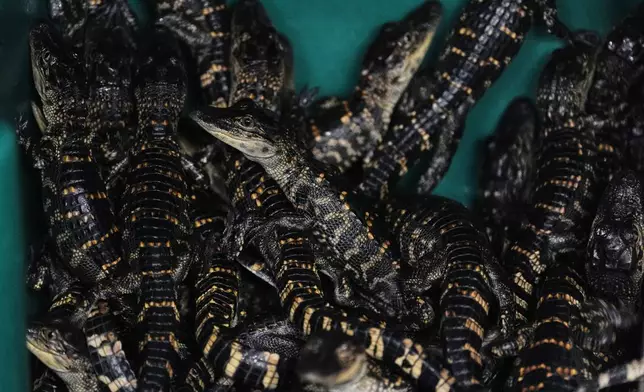 Baby alligators congregate in a holding tank Tuesday, Jan. 20, 2026, at Rockefeller Wildlife Refuge in Grand Chenier, La. (AP Photo/Joshua A. Bickel)
