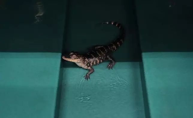 A baby alligator stands in a tank Tuesday, Jan. 20, 2026, at Rockefeller Wildlife Refuge in Grand Chenier, La. (AP Photo/Joshua A. Bickel)