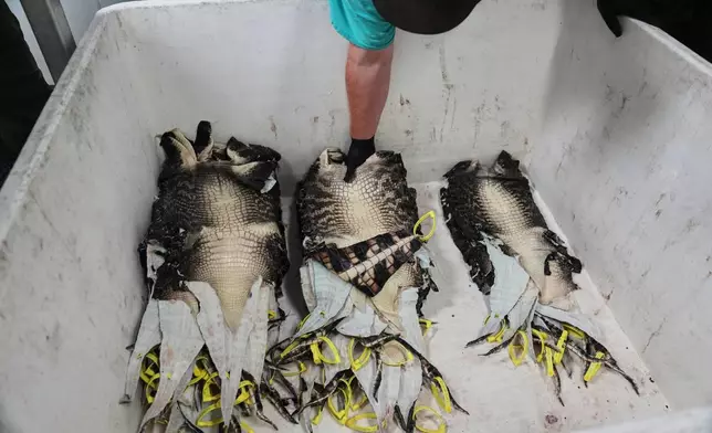 A worker stacks farmed alligator skins in a bin after inspection Tuesday, Jan. 20, 2026, at a farm in Abbeville, La. (AP Photo/Joshua A. Bickel)