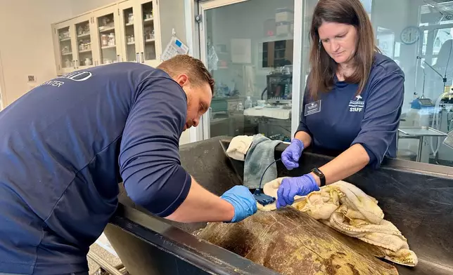 Justin Perrault, left, and Sarah Hirsch attach a satellite tracking device to an adult female Kemp's ridley sea turtle at Loggerhead Marinelife Center in Juno Beach, Fla. on Tuesday, March 24, 2026. (AP Photo/Cody Jackson)