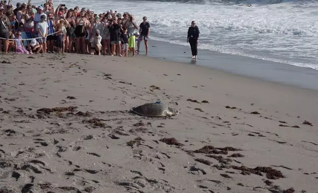 Spectators watch as an adult female Kemp's ridley sea turtle is released into the Atlantic Ocean after rehabilitation in Juno Beach, Fla. on Wednesday, March 25, 2026. (AP Photo/Cody Jackson)
