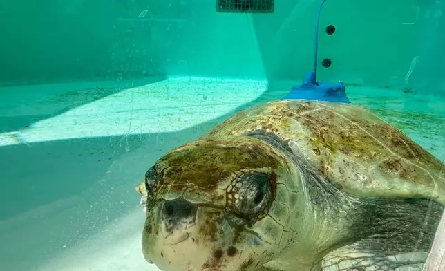 An adult female Kemp's ridley sea turtle is seen swimming in a tank at Loggerhead Marinelife Center after a satellite tracking device was attached to its shell in Juno Beach, Fla. on Tuesday, March 24, 2026. (AP Photo/Cody Jackson)