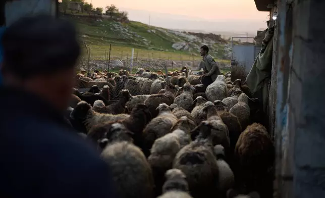 Shepherds arrive with their flock of sheep as their family prepares to break the fast with an Iftar meal during the Muslim holy month of Ramadan in the village of Gulp, Iraq, Tuesday, March 17, 2026. (AP Photo/Leo Correa)