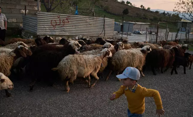 A boy runs past a flock of sheep during a family gathering to break the fast with an Iftar meal during the Muslim holy month of Ramadan in the village of Gulp, Iraq, Tuesday, March 17, 2026. (AP Photo/Leo Correa)