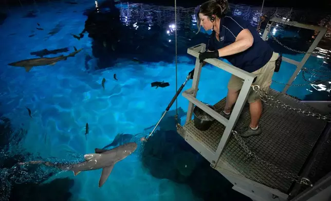 Lead aquarist Becky O'Brien feeds a shark in the Shark Reef Aquarium at the Mandalay Bay hotel-casino in Las Vegas, Wednesday, March 11, 2026. (AP Photo/John Locher)
