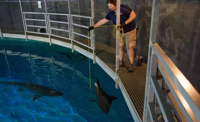 Lead aquarist Becky O'Brien feeds a shark in the Shark Reef Aquarium at the Mandalay Bay hotel-casino in Las Vegas, Wednesday, March 11, 2026. (AP Photo/John Locher)