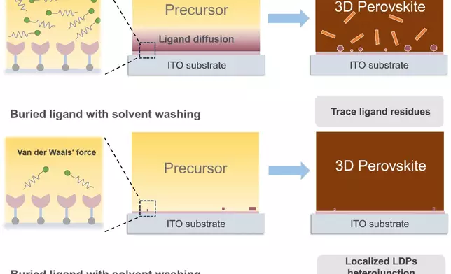 Conventional strategies often lead to the uncontrolled diffusion of ligand molecules into the perovskite bulk or their severe loss during solvent washing, failing to form an effective ligand layer. The research team proposes a novel strategy that successfully immobilises the ligand molecules onto the SAM molecules, constructing a localised 2D/3D structure.