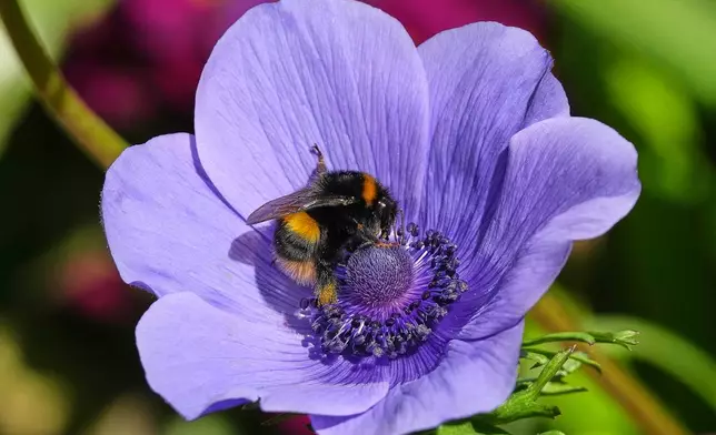 A bumblebee collects pollen from an Anemone Coronaria in Hyde Park in London, Thursday, March 26, 2026. (AP Photo/Kirsty Wigglesworth)