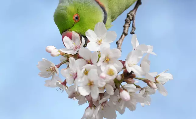 A wild ring-necked parakeet eats blossoms in St. James's Park in London, Monday, March 16, 2026. (AP Photo/Alastair Grant)