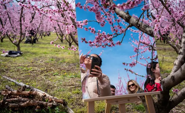 People enjoying the sun are seen reflected in a mirror among the blooming peach trees at an event to encourage the public to visit the blossoms near the city of Veria, northern Greece, March 22, 2026. (AP Photo/Giannis Papanikos)