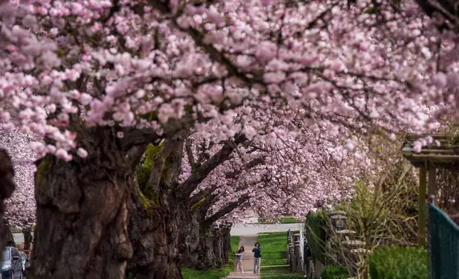 People take photos of cherry blossom trees in full bloom, in Vancouver, British Columbia, Monday, March 23, 2026. (Darryl Dyck/The Canadian Press via AP)