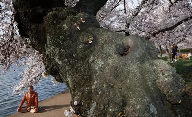 Mingtong Gu meditates beside a cherry blossom tree along the tidal basin, on Wednesday, March 25, 2026, in Washington. (AP Photo/Tom Brenner)