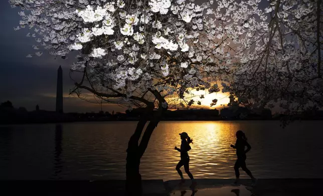 People jog among the cherry blossom trees along the tidal basin at sunrise, on Wednesday, March 25, 2026, in Washington. (AP Photo/Tom Brenner)