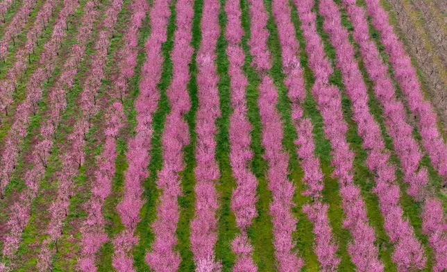 The blooming peach trees are seen form above near the city of Veria, northern Greece, on Sunday, March 22, 2026. (AP Photo/Giannis Papanikos)