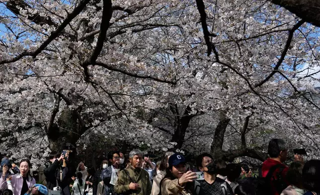 People walk under as the cherry blossoms in full bloom along the Chidorigafuchi palace moat in Tokyo, Friday, March 27 2026. (AP Photo/Shuji Kajiyama)