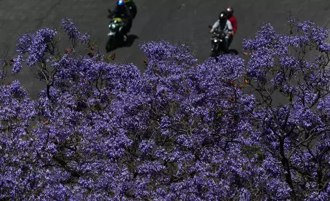 A canopy of purple jacaranda blossoms hangs over Paseo de la Reforma in Mexico City, Wednesday, March 25, 2026. (AP Photo/Marco Ugarte)