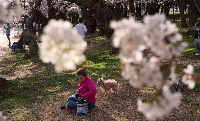 Rachel Lincoln and her dog Blossom, are seen among cherry blossom trees in bloom along the tidal basin, Tuesday, March 24, 2026, in Washington, as the trees inch close to peak bloom. (AP Photo/Jacquelyn Martin)
