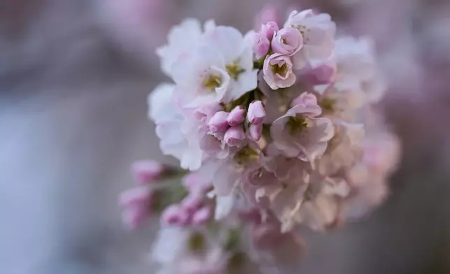 Cherry blossoms in bloom are seen on a tree along the tidal basin, Tuesday, March 24, 2026, in Washington. (AP Photo/Jacquelyn Martin)