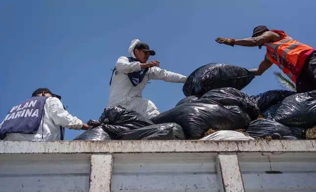 Mexican Navy sailors load bags of sargassum stained with oil from a spill in the Gulf of Mexico that authorities said originated from an unidentified vessel and two natural oil seeps, in Veracruz, Mexico, Thursday, March 26, 2026. (AP Photo/Felix Marquez)