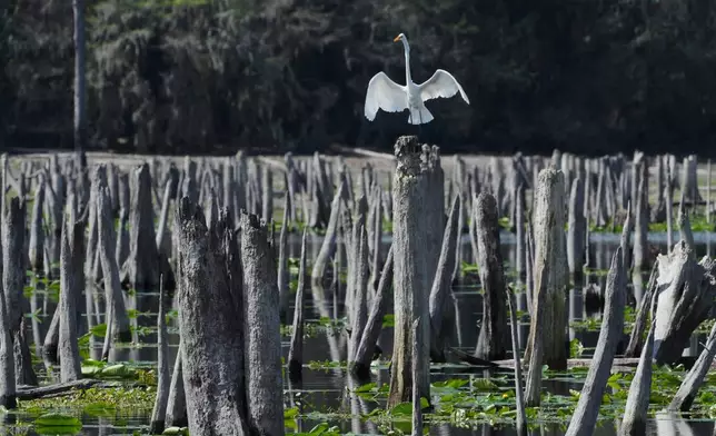 A great egret stands on a dead tree trunk during a drawdown of the Rodman Reservoir on Wednesday, March 4, 2026, in Palatka, Fla. (AP Photo/Marta Lavandier)
