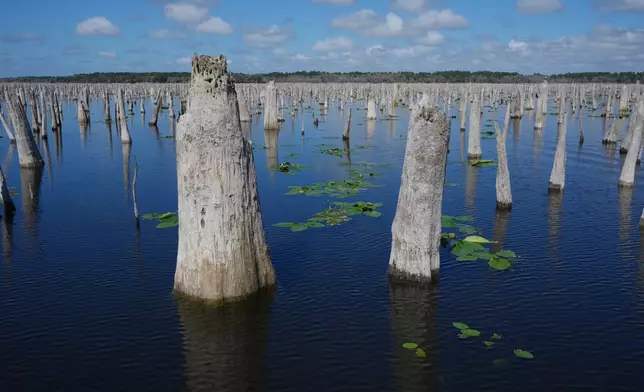 The dead trunks of cypress trees, cabbage palms and other wetland plants briefly emerge during a drawdown of the Rodman Reservoir on Wednesday, March 4, 2026, in Palatka, Fla. (AP Photo/Marta Lavandier)