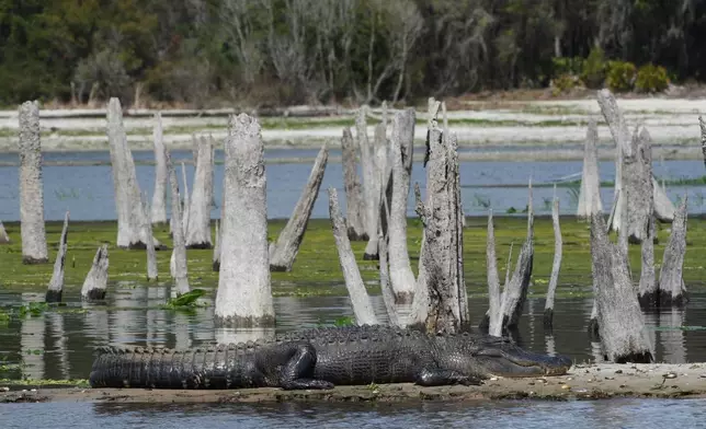 An American alligator rests on a narrow piece of land during a drawdown of the Rodman Reservoir on Wednesday, March 4, 2026, in Palatka, Fla. (AP Photo/Marta Lavandier)
