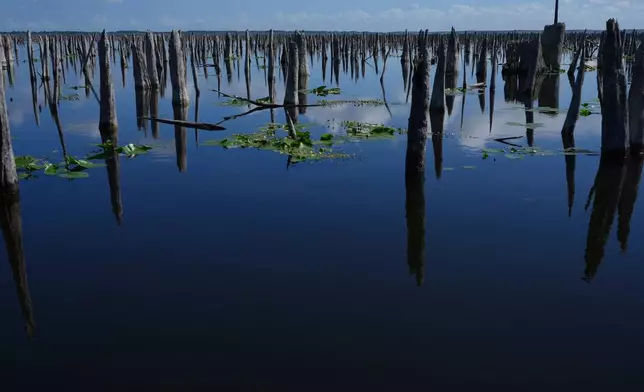 The dead trunks of cypress trees, cabbage palm and other wetland plants briefly emerge during a drawdown of the Rodman Reservoir on Wednesday, March 4, 2026, in Palatka, Fla. (AP Photo/Marta Lavandier)